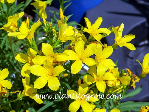 Dwarf Golden Flax (Linum flavum compactum)
(June 16)